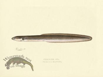 Common Eel